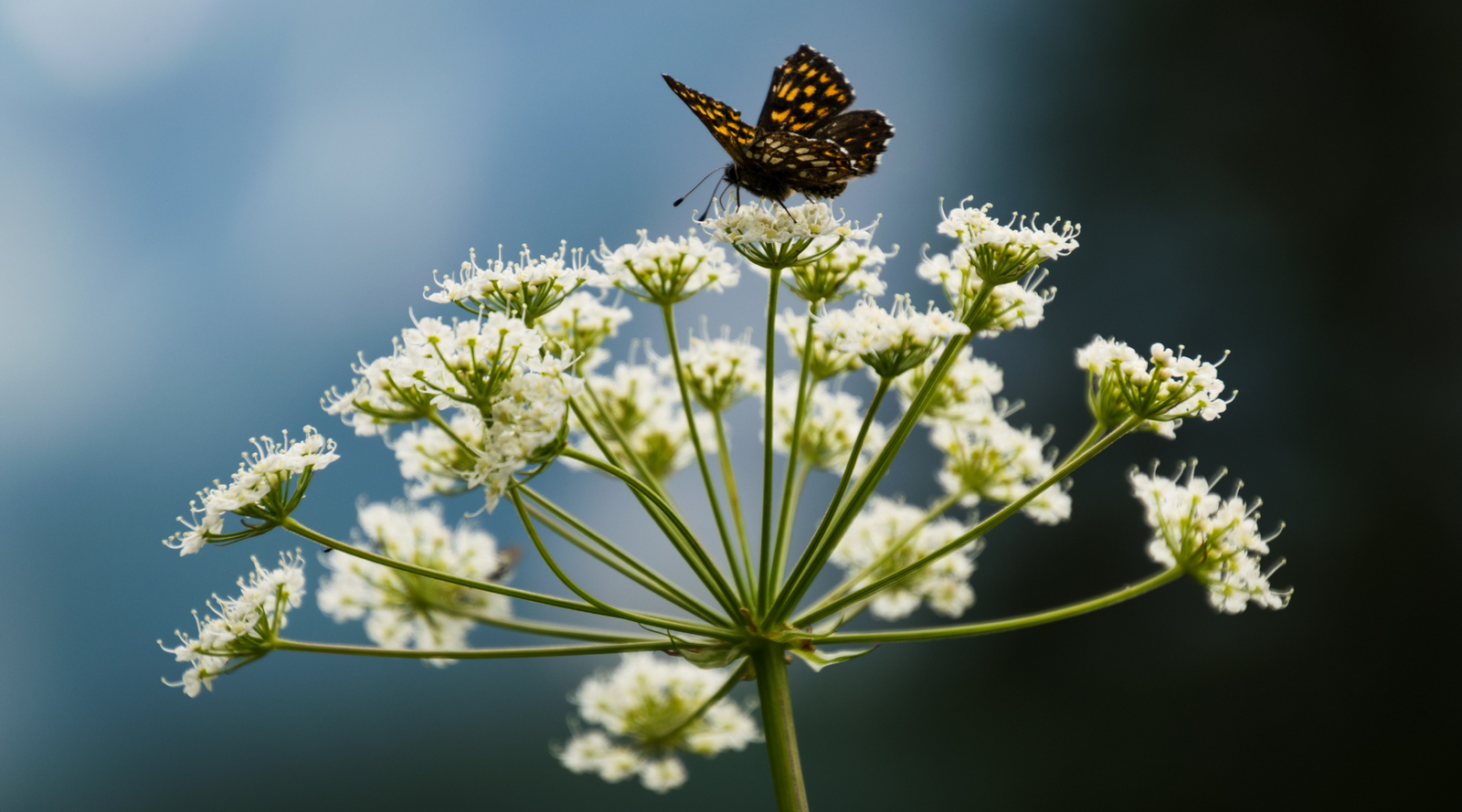 Umbellifer