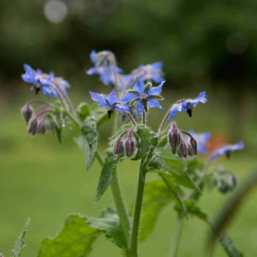 Edible Flowers