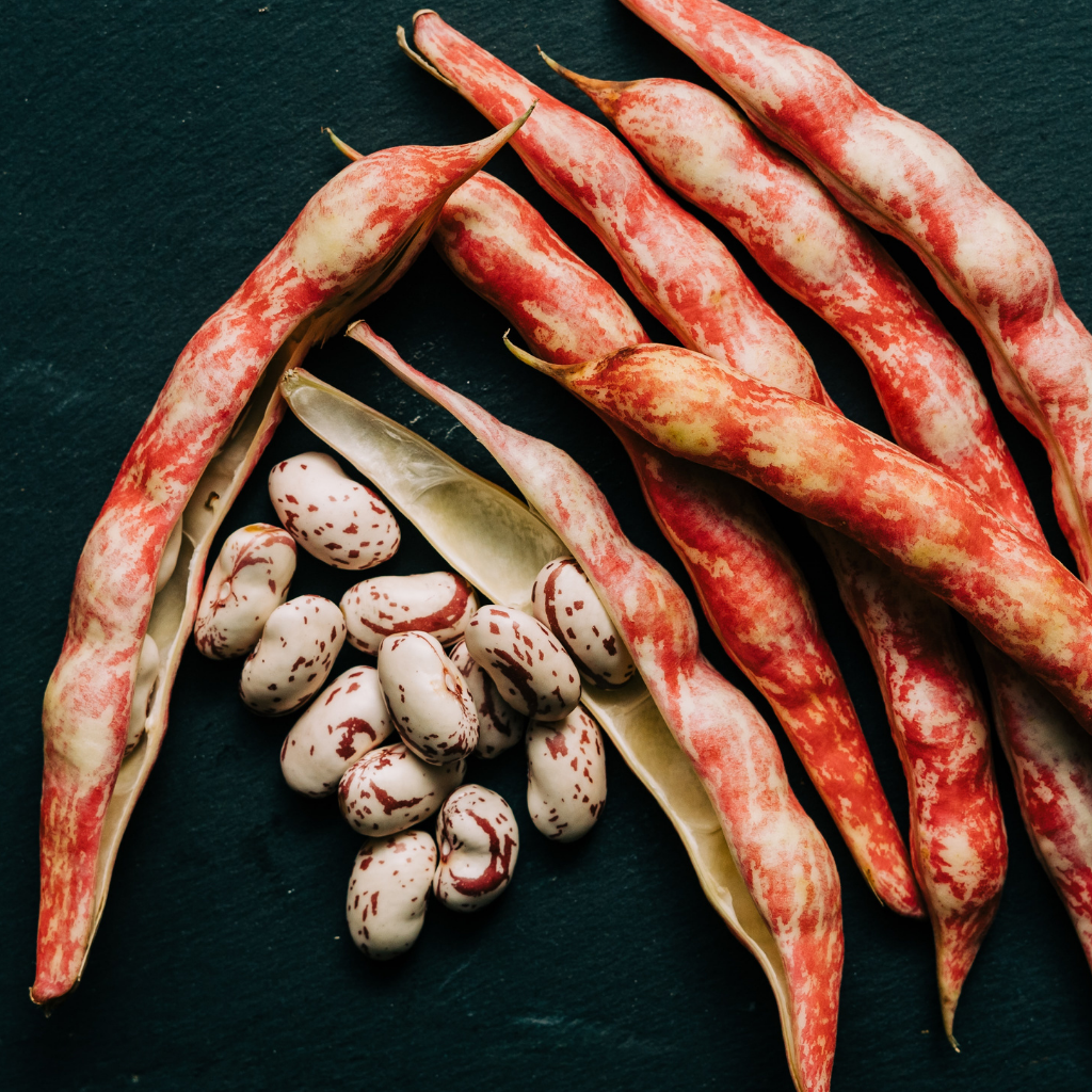 Borlotti Drying Bean Seeds