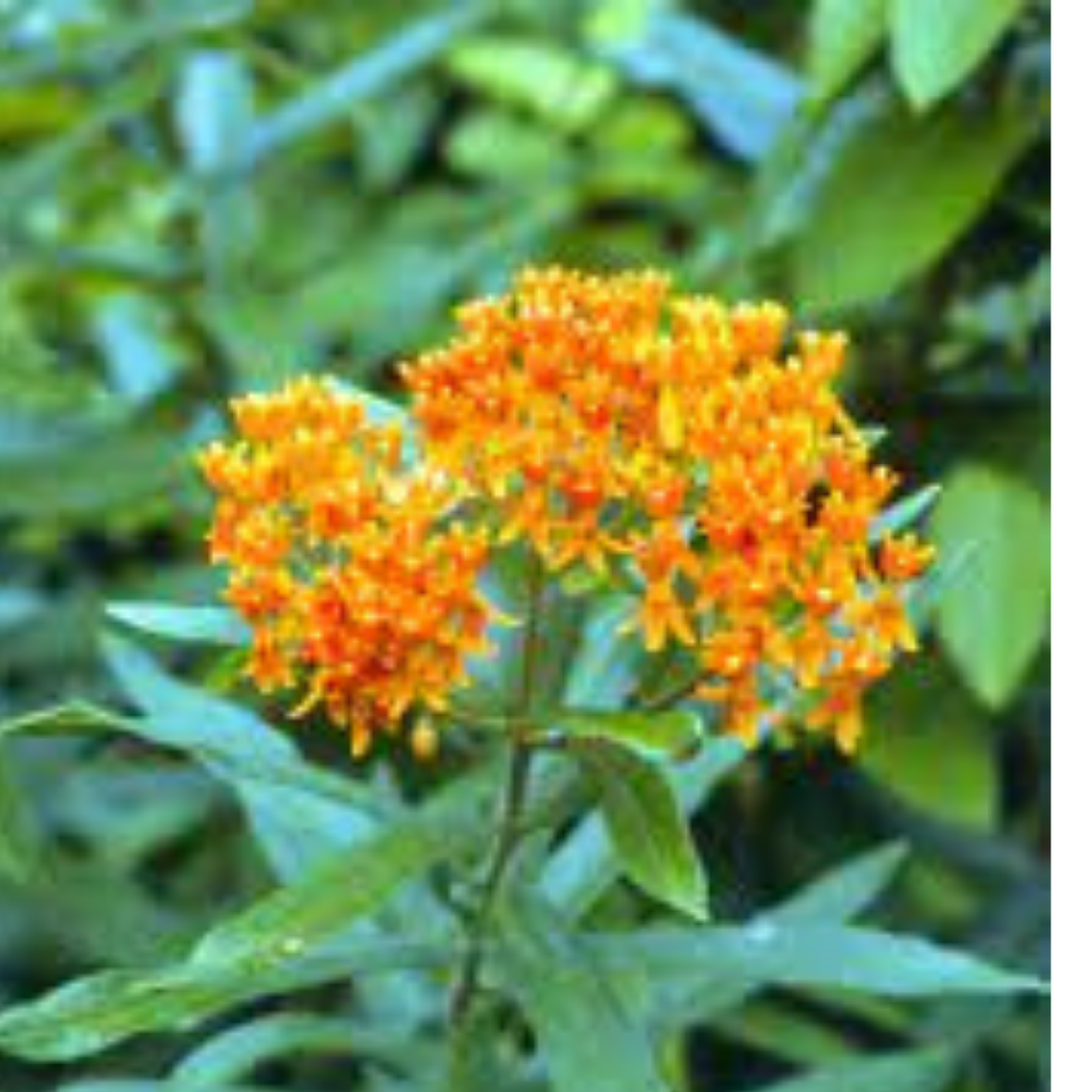 Butterfly Bush Milkweed Seeds