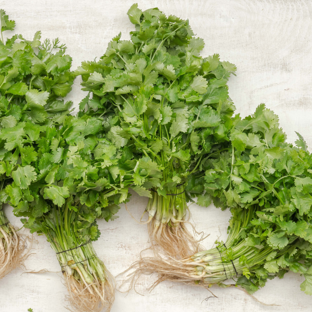 Santo Monogerm Cilantro