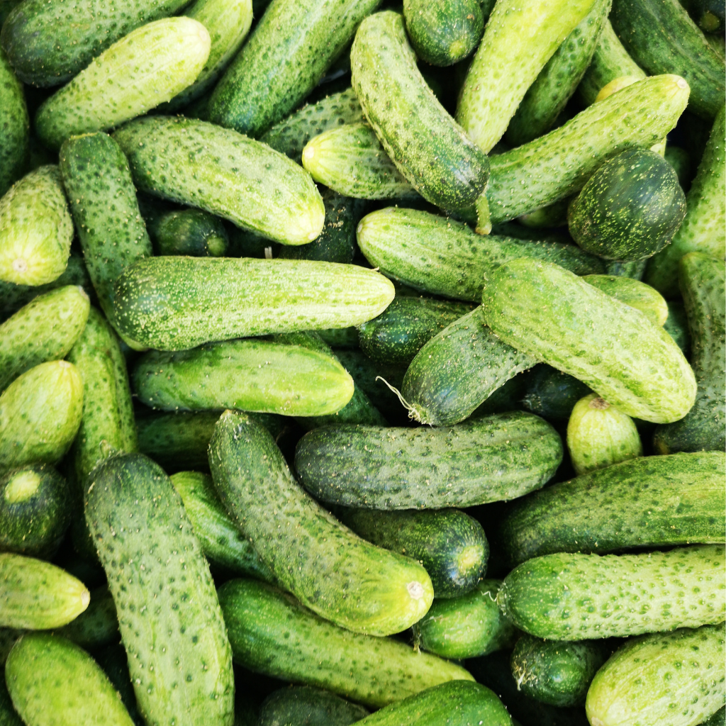 Cucumber