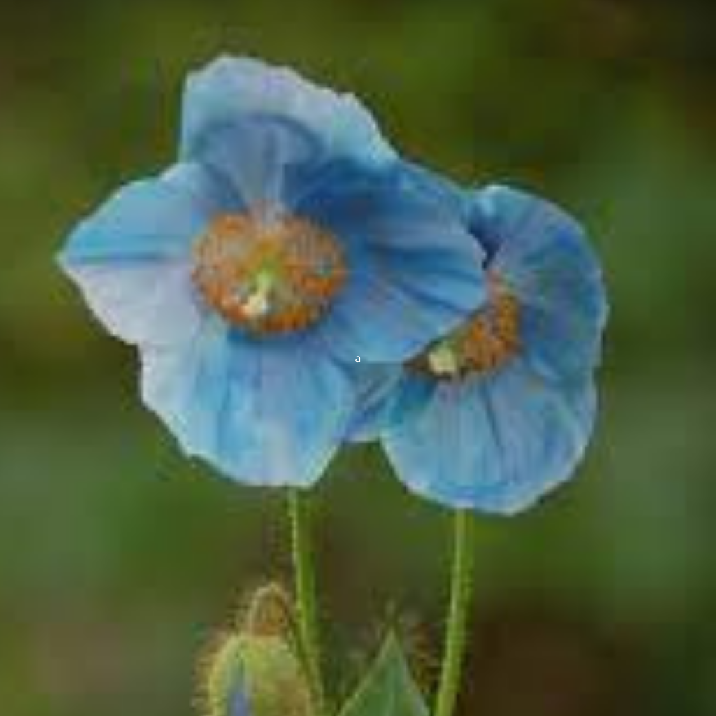 Himalayan Poppy