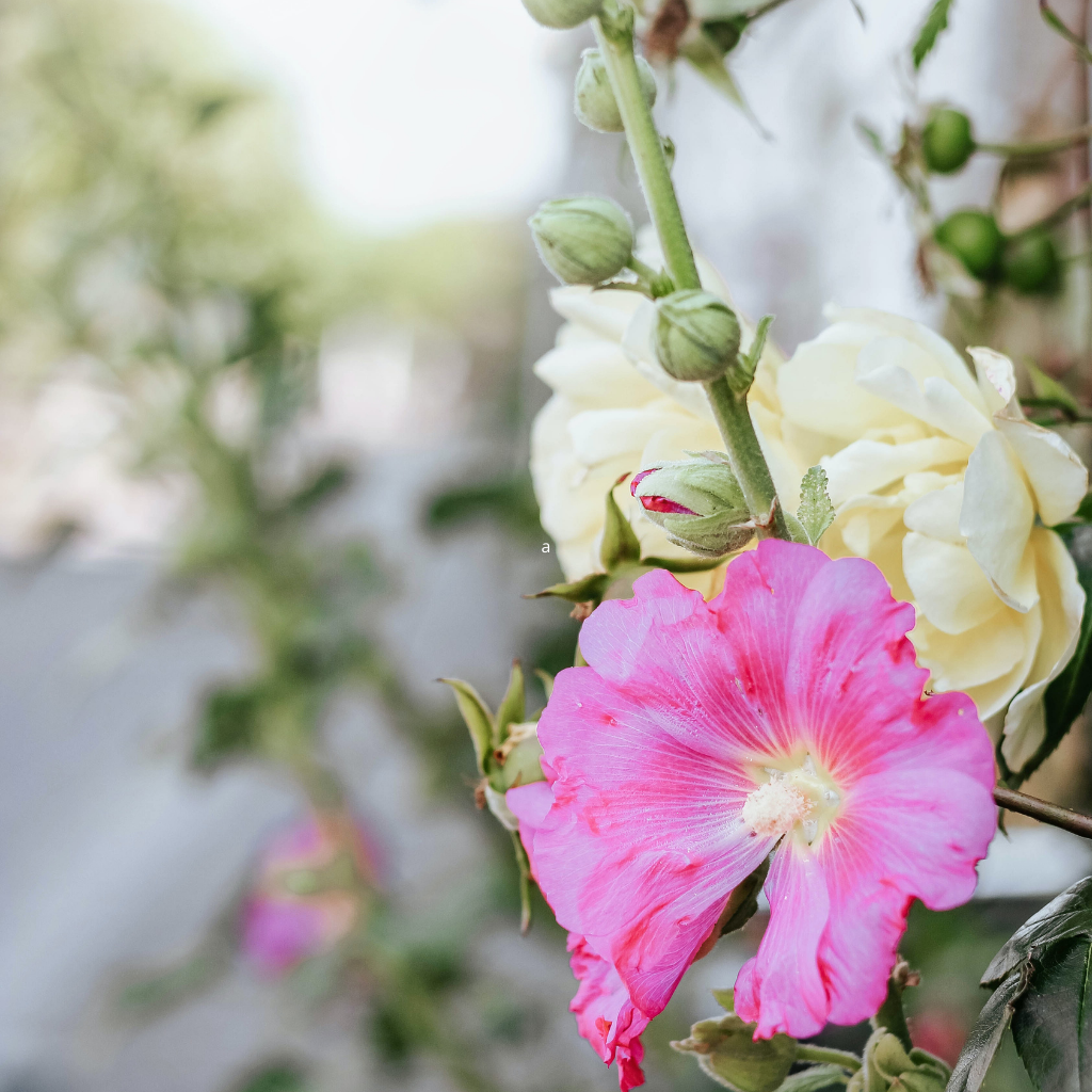Hollyhock Blend
