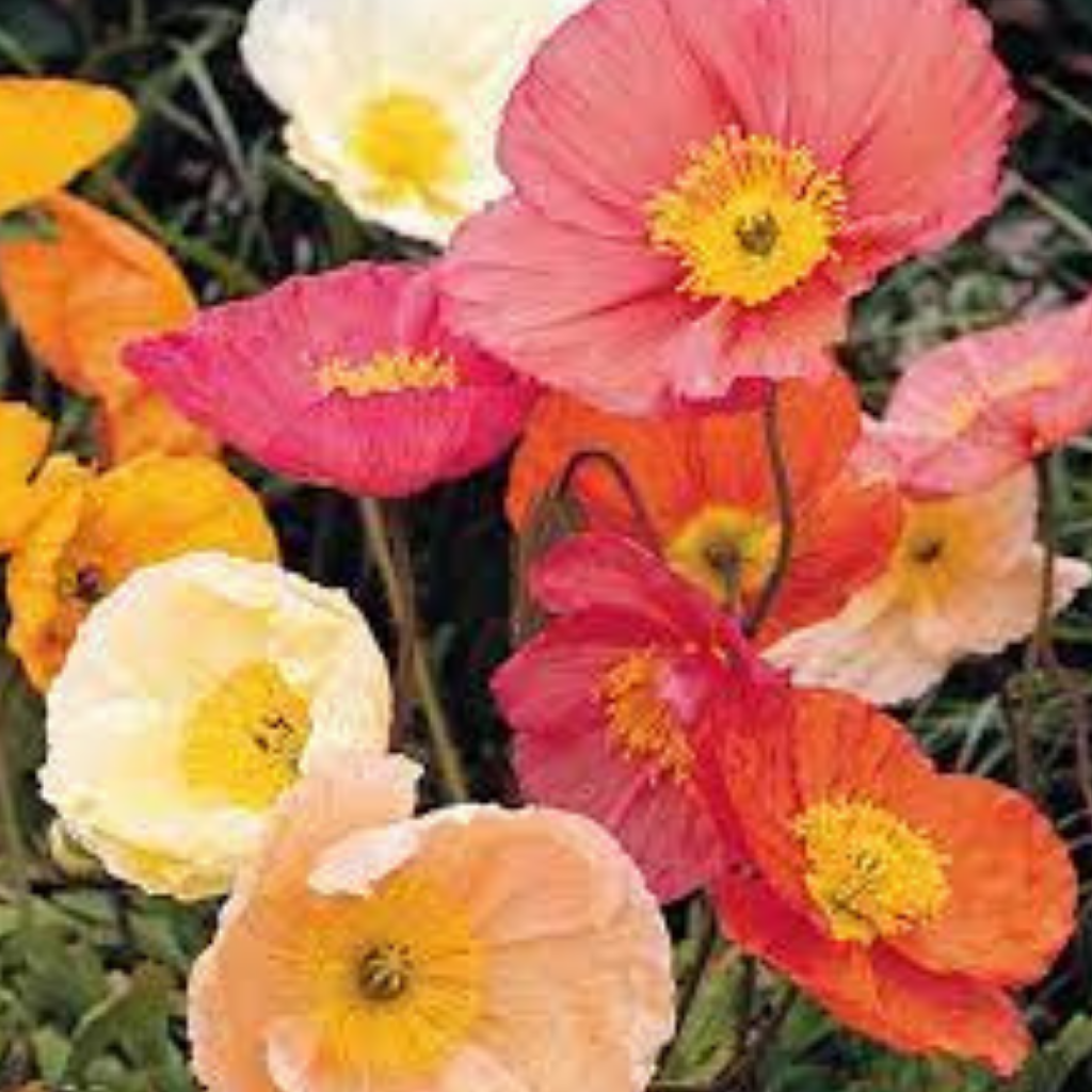 Iceland Poppy