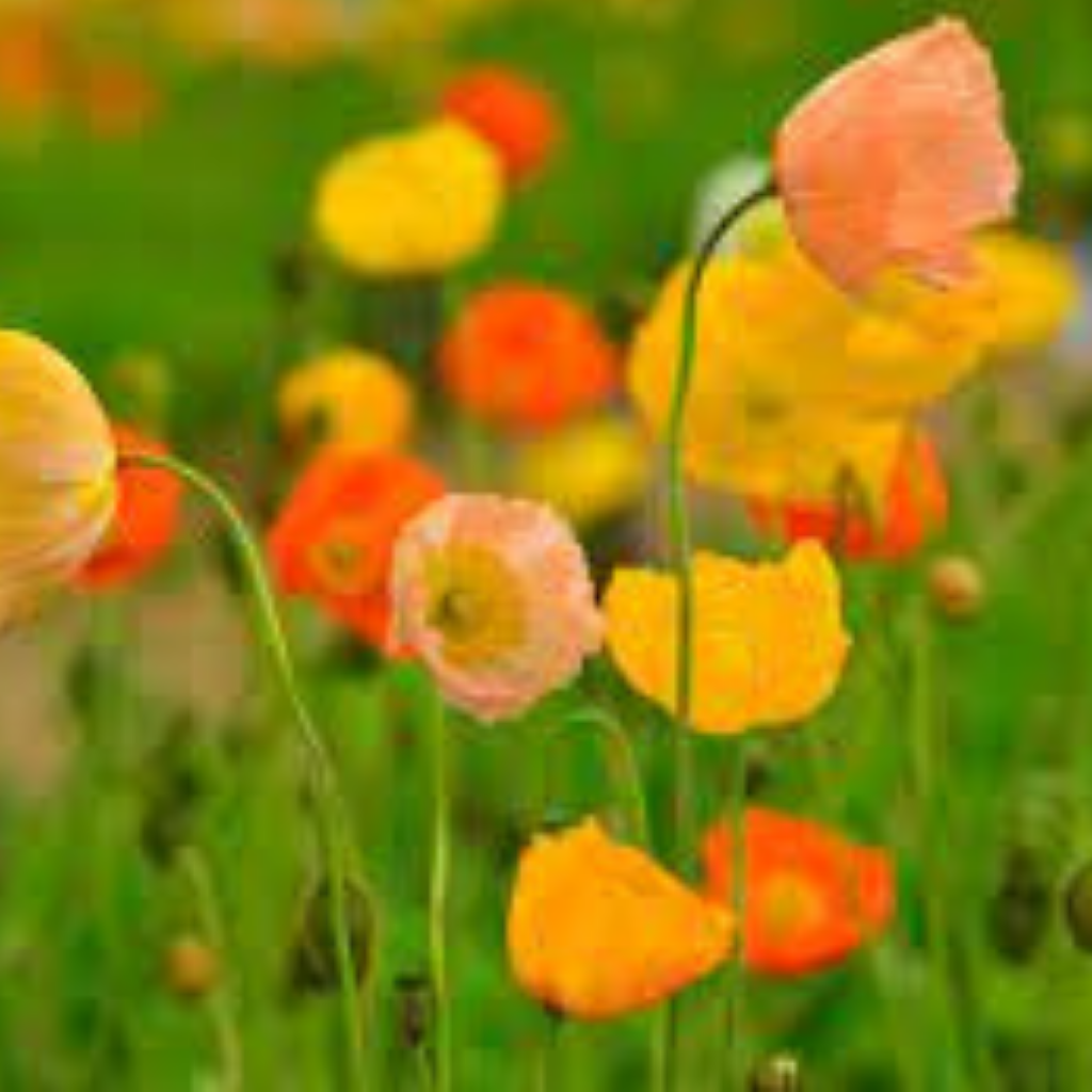 Iceland Poppy