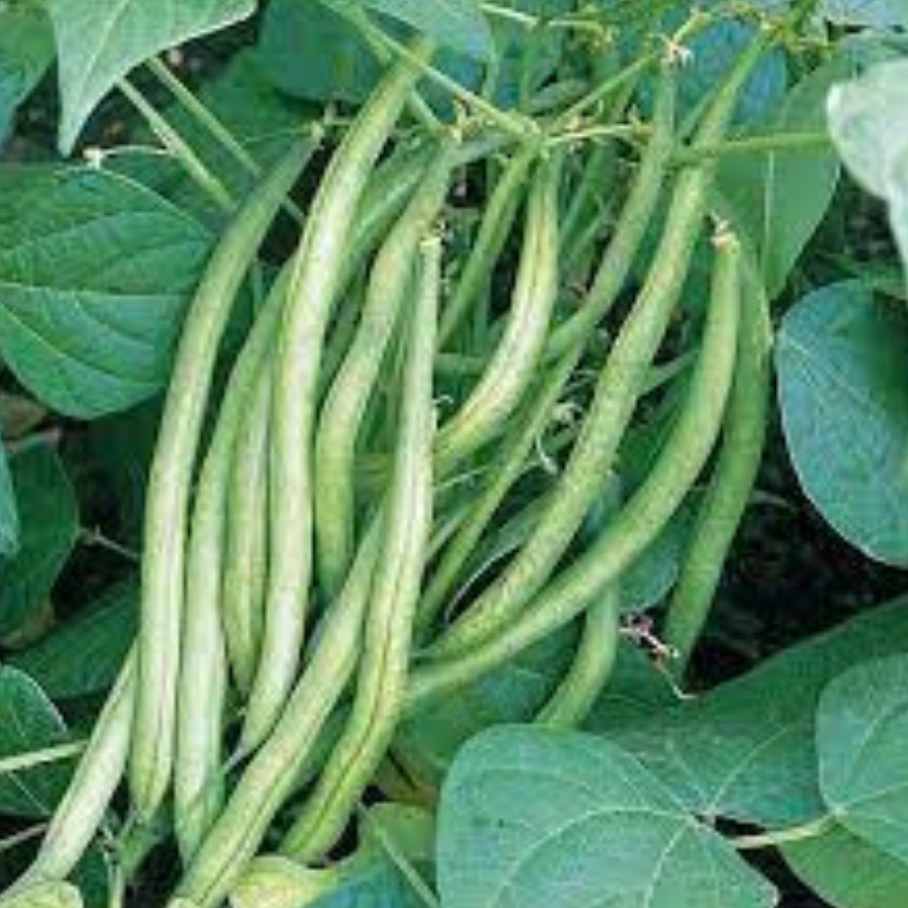 Kentucky Wonder Brown (Pole Bean)
