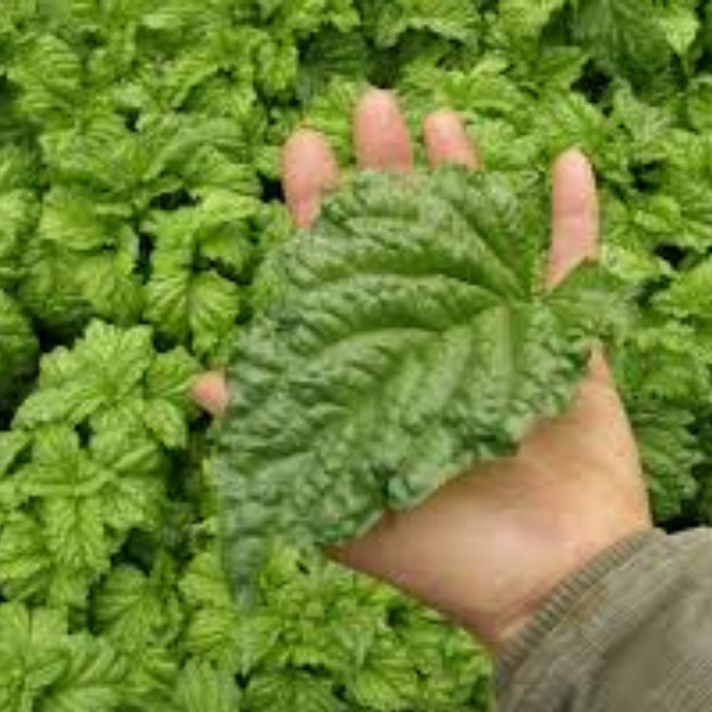 Lettuce Leaf Basil