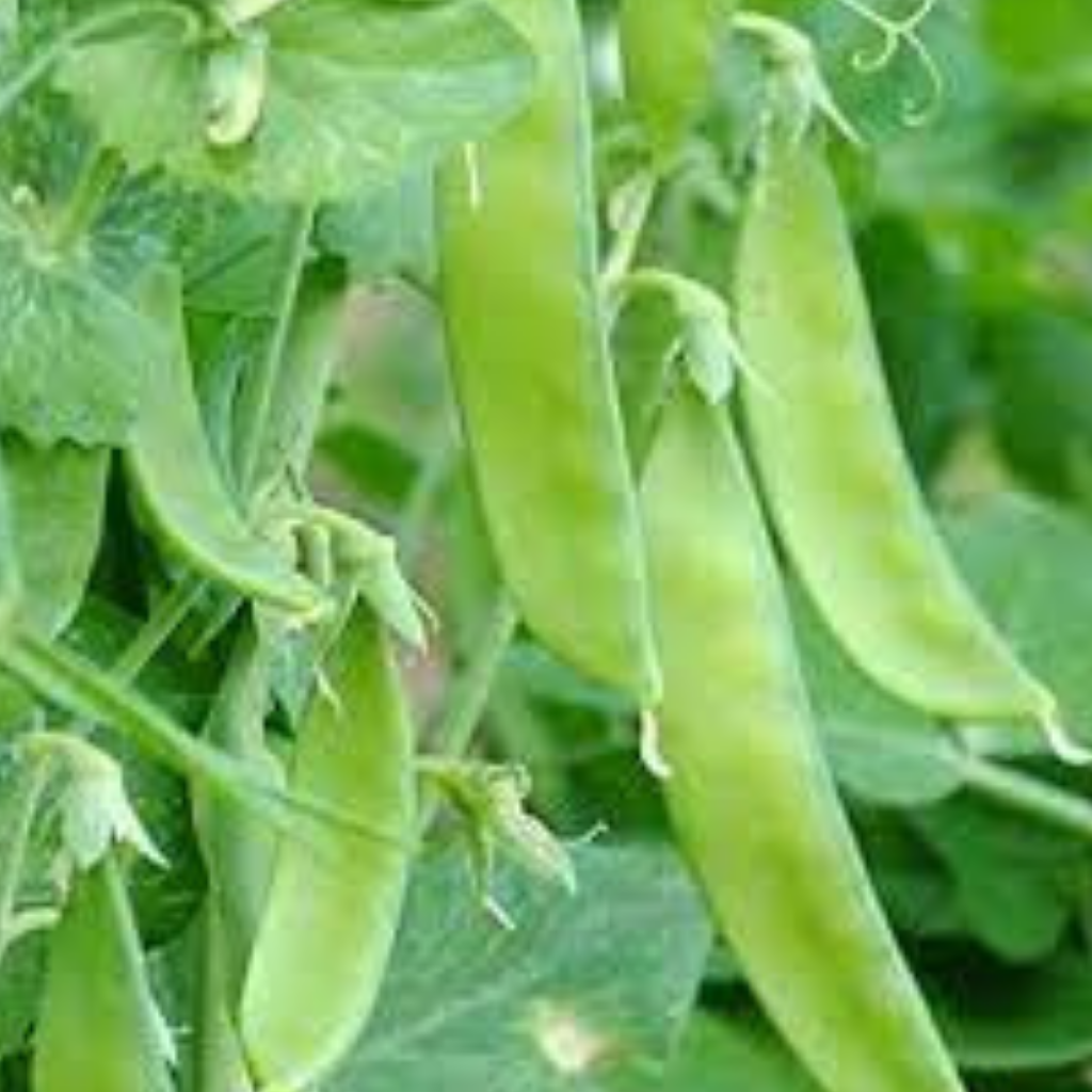 Mammoth Melting Sugar (snow pea)