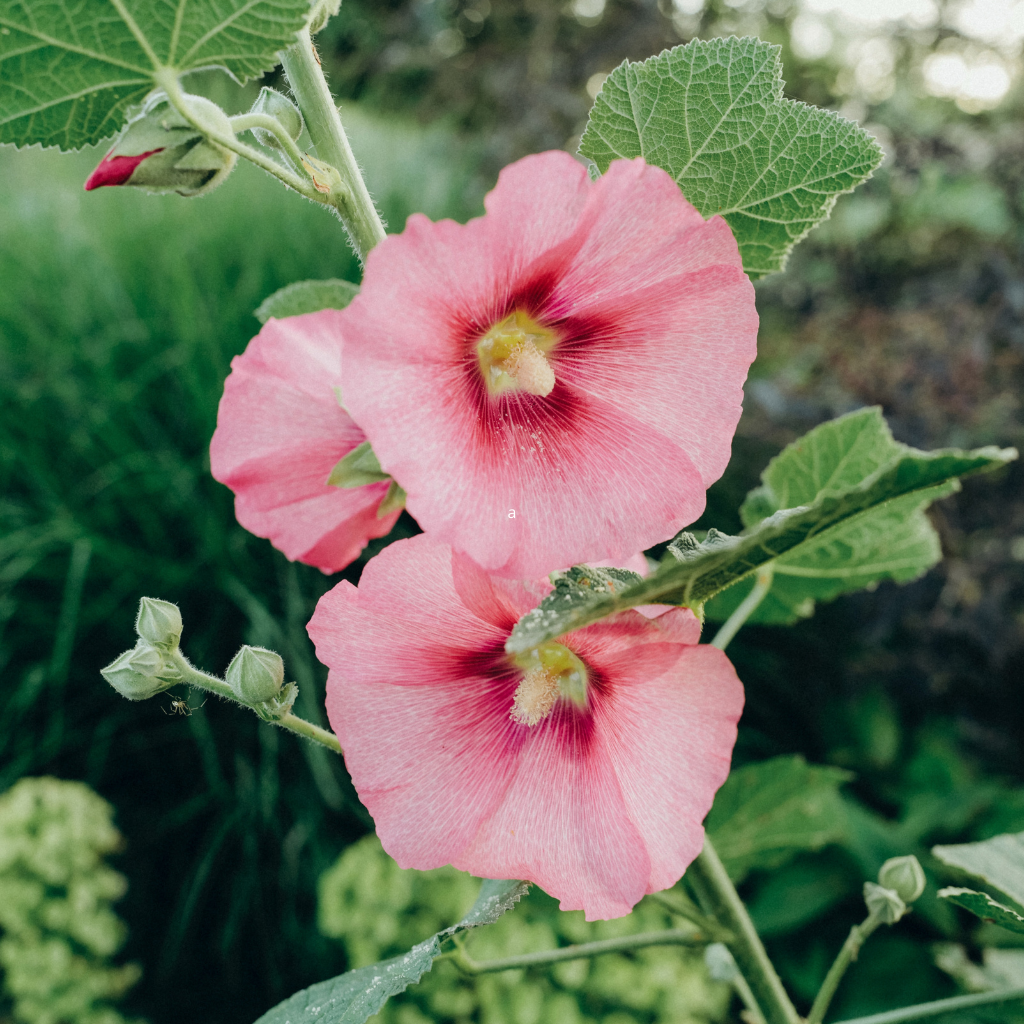 Hollyhock Blend