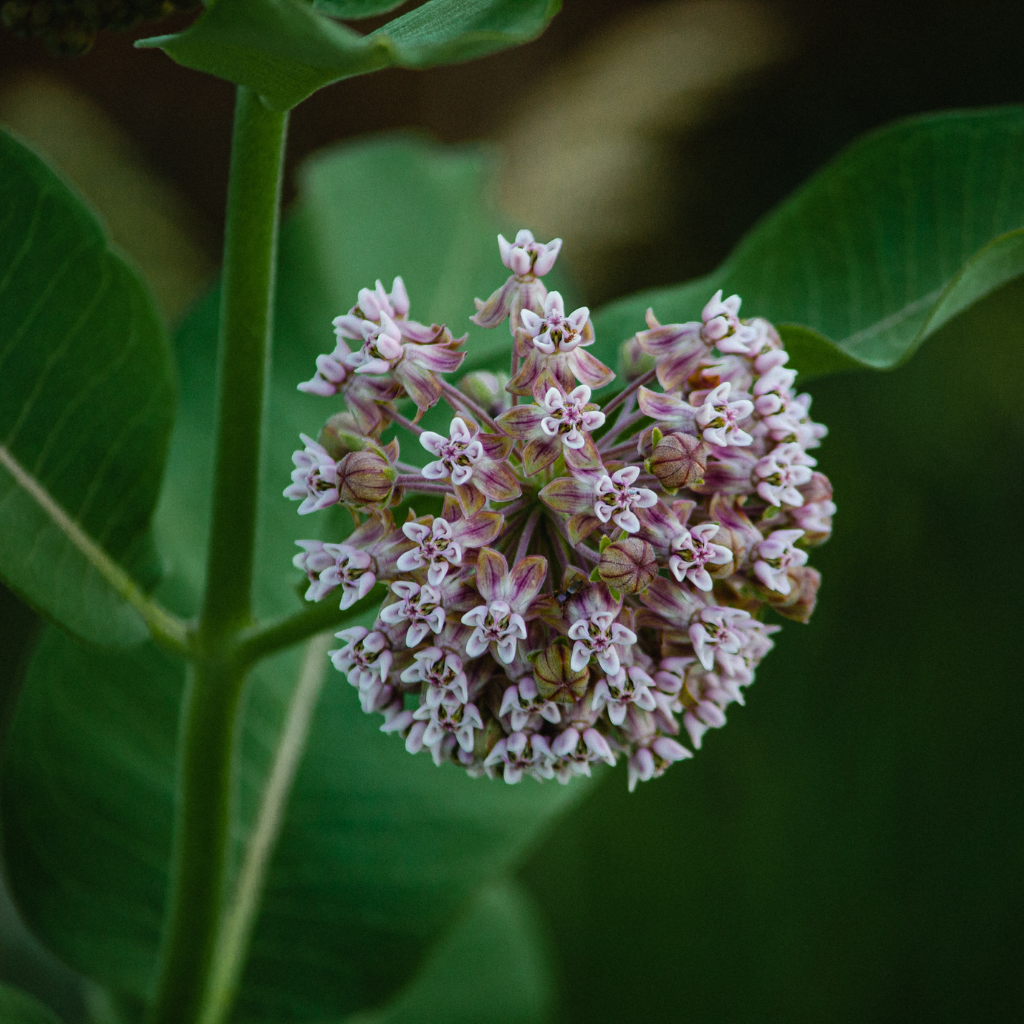 Swamp Milkweed