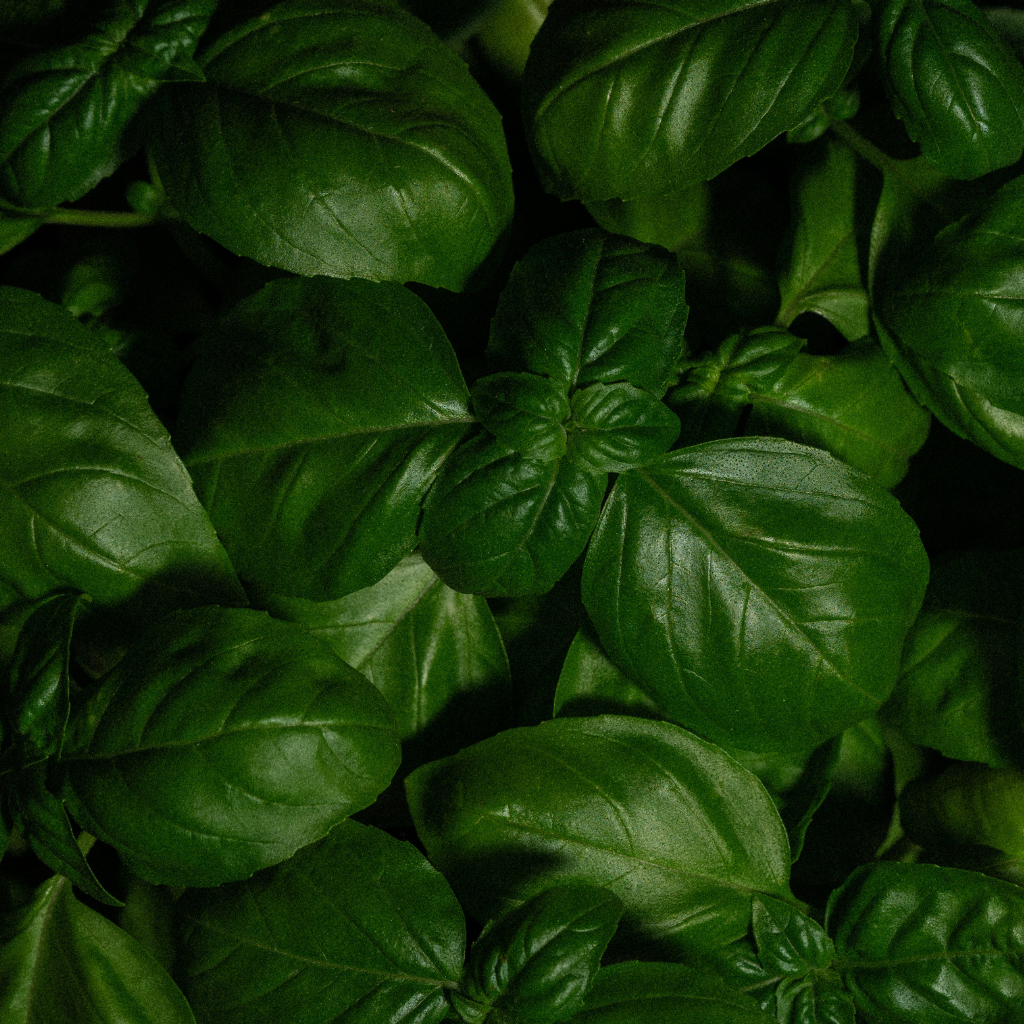 Sweet Basil