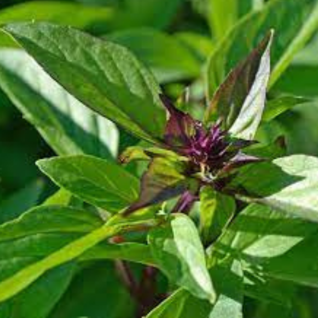 Siam Queen Thai Basil