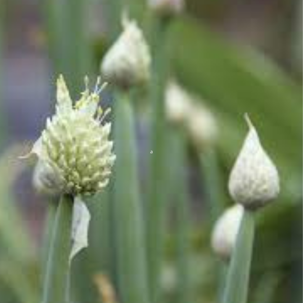 Welsh Onion