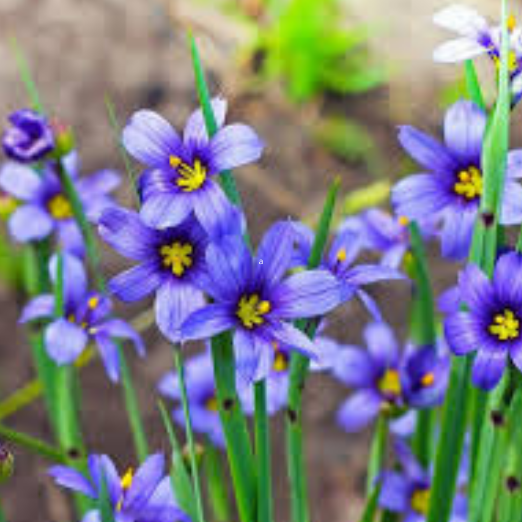 Western Blue-Eyed Grass