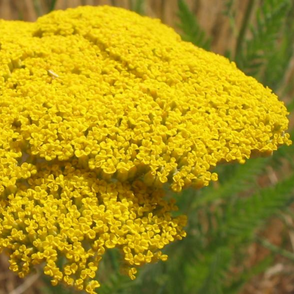 Yarrow