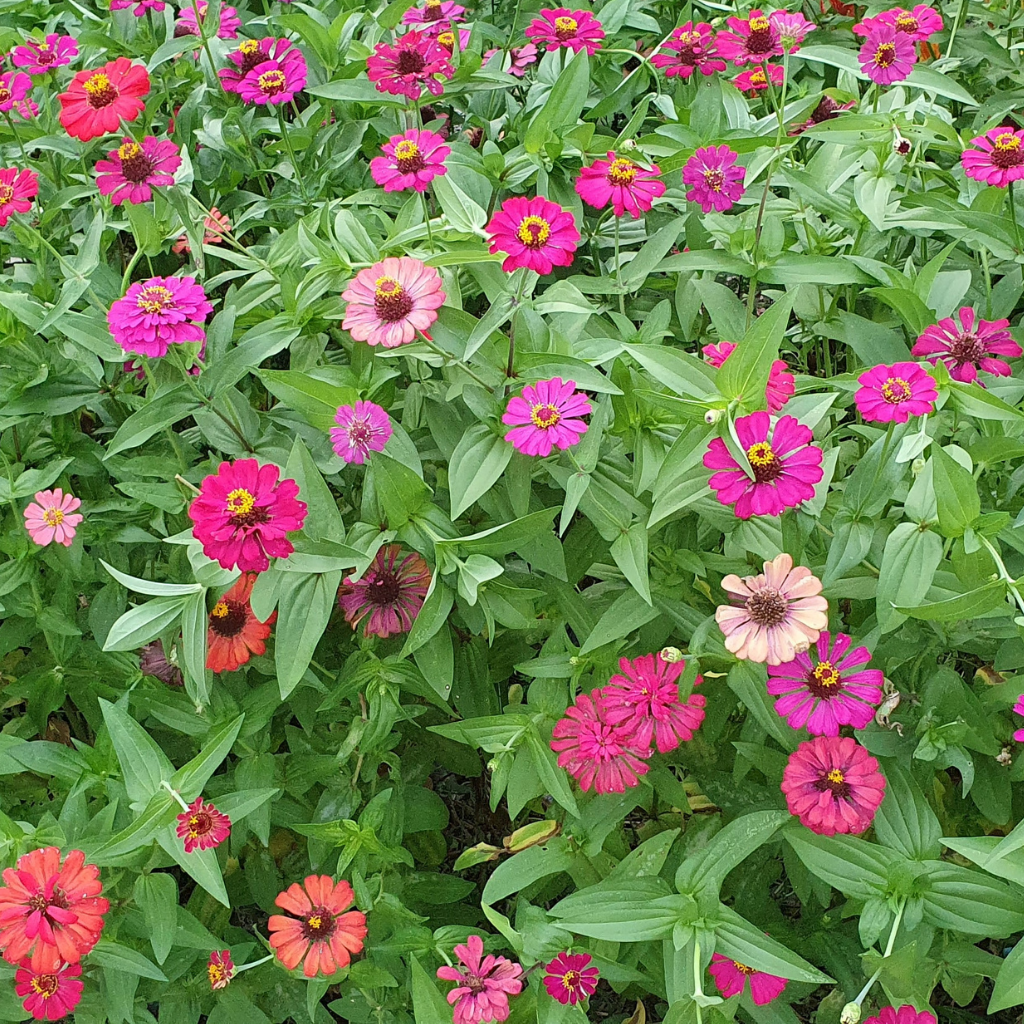 California Giants Mix