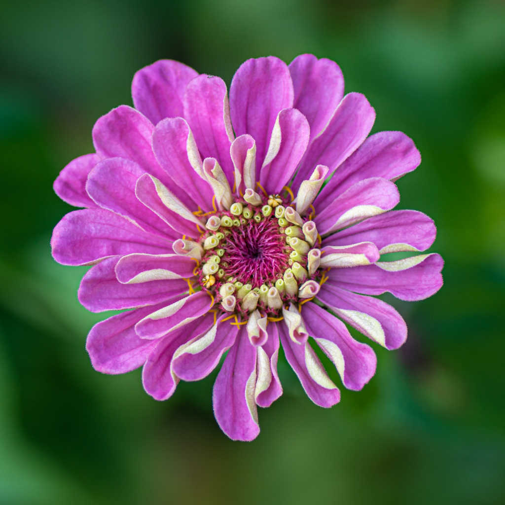 California Giants Mix