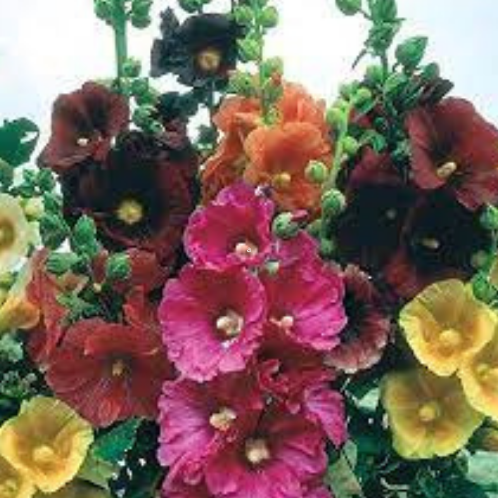 Hollyhock Blend