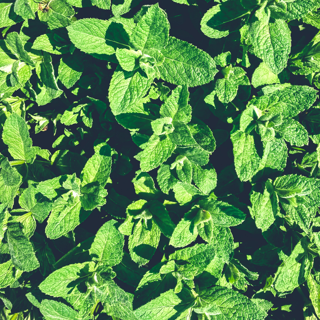 Mandarina Orange Balm