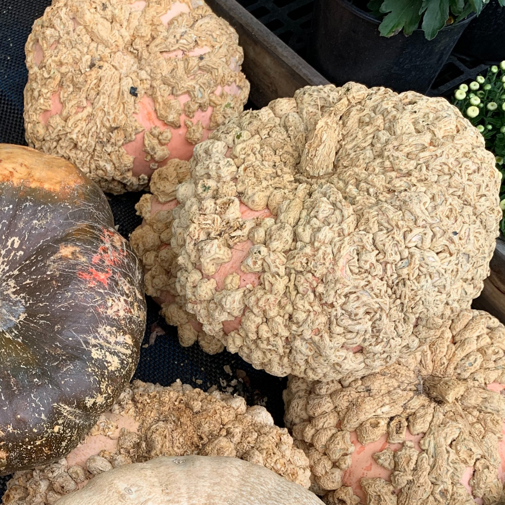 Galeux d&#39;Eysines