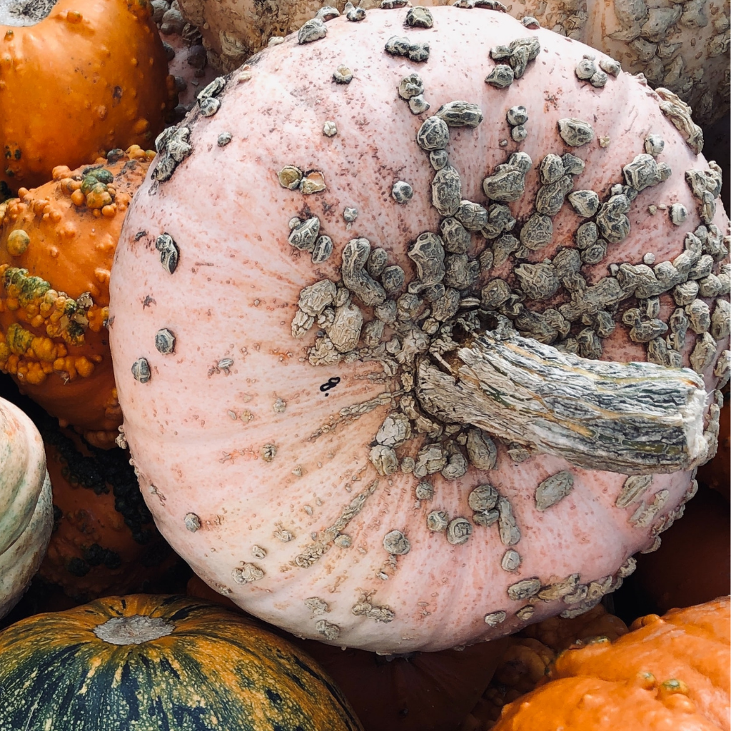 Galeux d&#39;Eysines