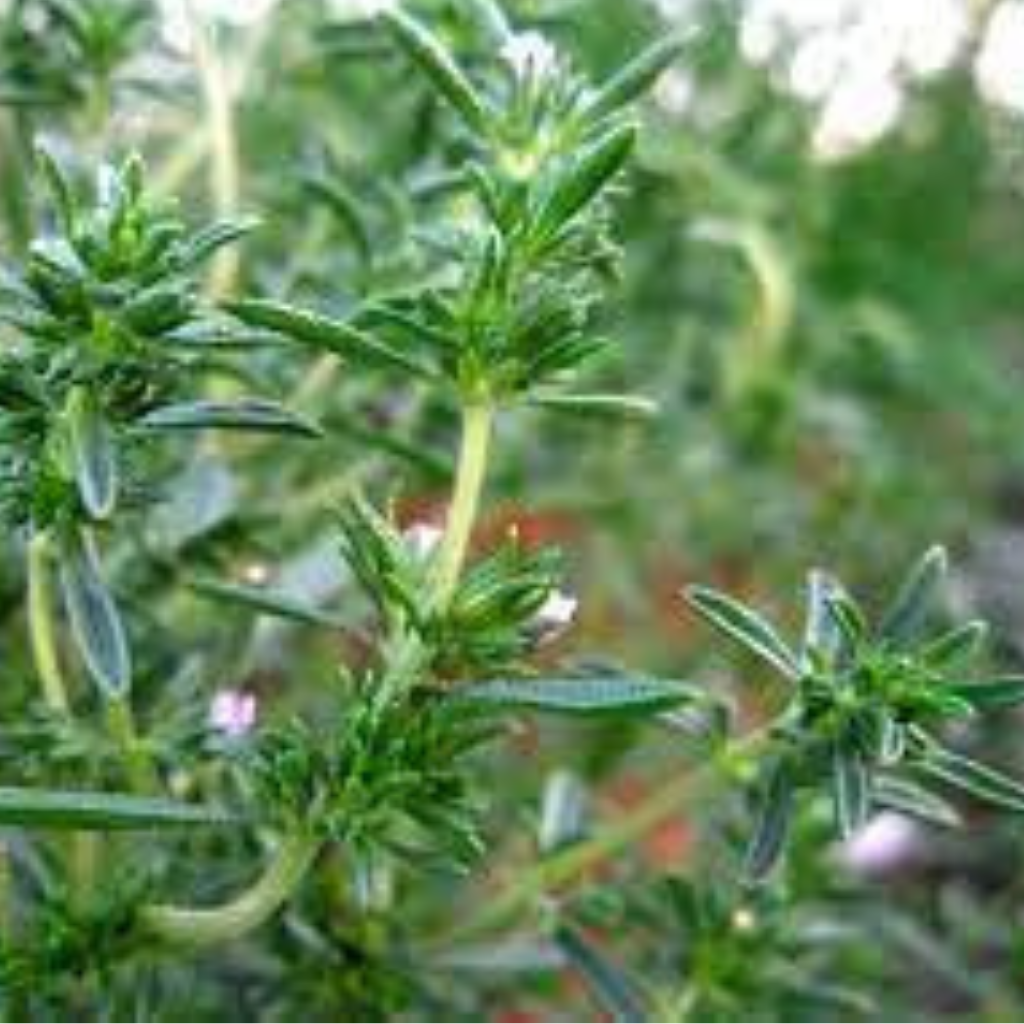 Summer Savory