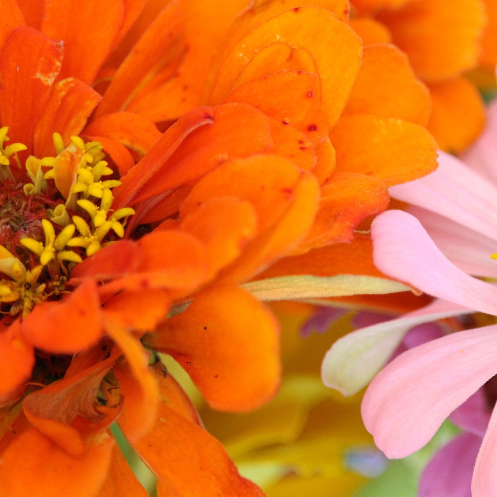 California Giants Mix